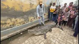 गांव फाजलपुर की गलियों में घूम रहे मगरमच्छ को देखते ही हलचल मच गई crocodile rescue