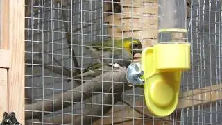 Cuban finches breeding (Tomeguines del pinar haciendo cria)