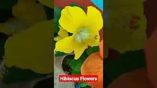 Hibiscus Flowers || Joba Ful #shorts #hibiscus #gardening #garden @terracegardenvn #greenleafs636