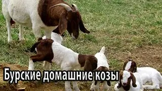 Бурские домашние козы
