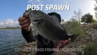 Post Spawn TOP WATER Bass Fishing From Shore