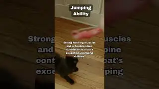 Cat's Astounding Jumping Ability: From Acute Vision to Precision Leaps 🐾   #cat #catbehavior #feline