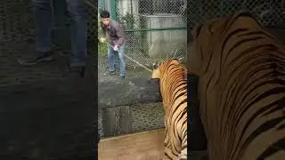 Sumatra Tiger attacked zookeeper after provocation