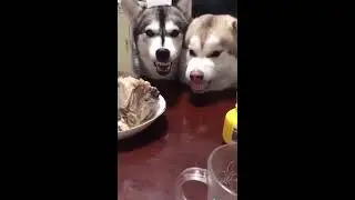 FUNNY ANIMALS COMPILATION | Ems Saturinas Campbell | Val Campbell | I am proud pinay