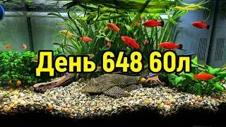 Аквариум 60л. День 648.