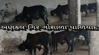 Shree Visaman Bapu Pahiyaad Banakal Gir Velo  શ્રી વિસામણ બાપુની જગ્યા પાળીયાદ બણકલ ગાયનો વેલો