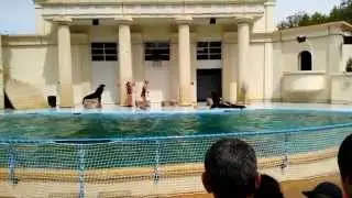 Walibi Agen : Spectacles des otaries