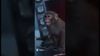 Real-Life Outbreak Scene &mdash; Monkey Escapes After Crash! 🧪🚛 #MonkeyEscape #ViralShorts #RealFootage