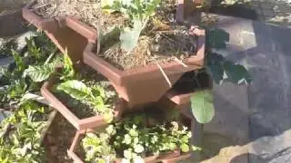 Home Edible Garden Tour : Vegetables in winter Australia