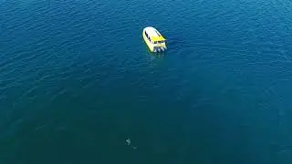 Jervis Bay Wild | Jervis Bay Dolphin Watching Tour | Experience Oz