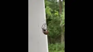 Spider Captures a Stink Bug