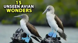 15 Unseen Avian Wonders: A Journey into Birdwatching