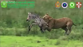 How Animals Get Their Food