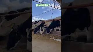 #deon_dairy_farming   #cows_video