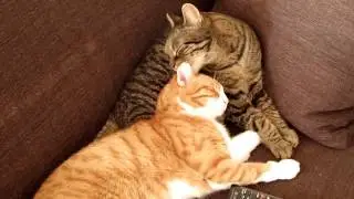 Cats loving each other