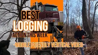 My favorite logging action scenes from this week #logging #asmr #action #reality #bluecollar