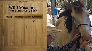 Wild Mustangs, WA State Horse Park, Striking colors from untamed beginnings REV 2 0