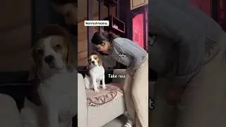 Normal Vs Indian Mom's #shorts #youtubeshorts #mom #explore #funny #cute #dog