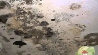 How Much Does Black Mold Removal Cost