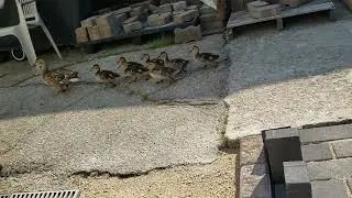 Duck and ducklings: The patio inspectors