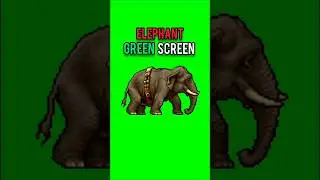 Elephant 🐘 walking green screen #elephant #elephantrun #dailygreenscreen