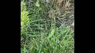 Pupate- Caterpillar&rsquo;s Journey #butterflies #butterfly #caterpillar #swallowtail
