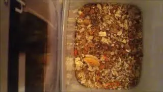 Dermestids: Attagenus unicolor Time-Lapse #15