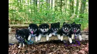 Kennel Paimenkoira  - Der erste Wurf