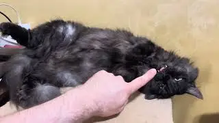 Зевок. Расслабьтесь. Милое видео с котом для расслабления и хорошего настроения. Забавное видео с...