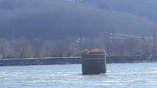 seagulls at the TVA Guntersville Dam