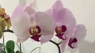 Como Plantar Orquidea Phalaenopsi Na Bolacha De Sanção #Vejam🌹🥰