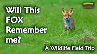Filming a Wild Fox 🦊 &ndash; Wildlife  in Lithuania