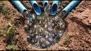 How To Make Crab Trap From PVC Pipe With Deep Hole