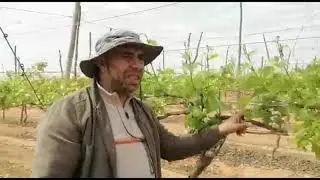 إدارة مرحله الخصري في صنف البلاك مجك لموسم 2021 -استشاري العنب البشمهندس خالد رفعت