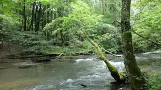 Forest Stream Sounds – Serene Nature Ambience for Relaxation 