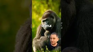 Western Lowland Gorilla. Gentle giants with human hearts. (Gorilla gorilla gorilla)