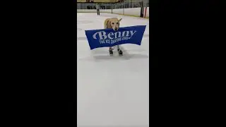 Cool Canine! Incredible Ice Skating Dog Glides Across Icy Rink