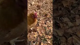 pet chicken