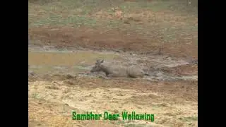 Sambhar Deer Wallowing