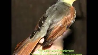 Chesnut-winged Foliage-Gleaner