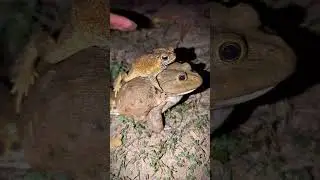 CATCH FUNNY FROGS: Boing Boing Funny Frogs Prank, BIG frog funny Video by Hand FUNNY