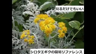 【スパイスを知ろう！】シロタエギクを知ろう！【part153】