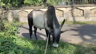 how to manage bull with out nose rope #kangeyam  #thrissur