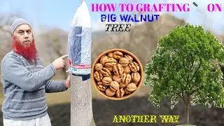 How To Grafting On Big Walnut Tree |Another Way #trending #trendingvideo #youtube #video #viralvideo