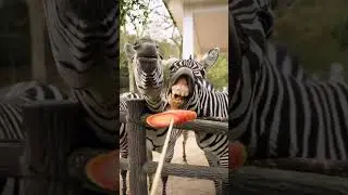 Have you ever seen a zebra eating a carrot?🥕