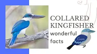 Collared Kingfisher facts 🦜 White-collared Kingfisher 🦜 Mangrove Kingfisher 🦜