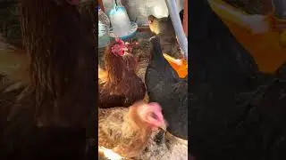 Chickens in the snow!