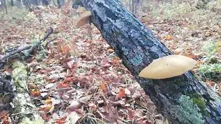 Вешенка поздняя Панелюс