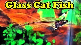 Glass Catfish இது பத்தி தெரியுமா?... food, communal fish, temperature and more / Fish Aquarium Tamil