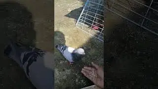 NAHIHIYA PA SIYA KUNTI KUMAIN SA KAMAY KO
